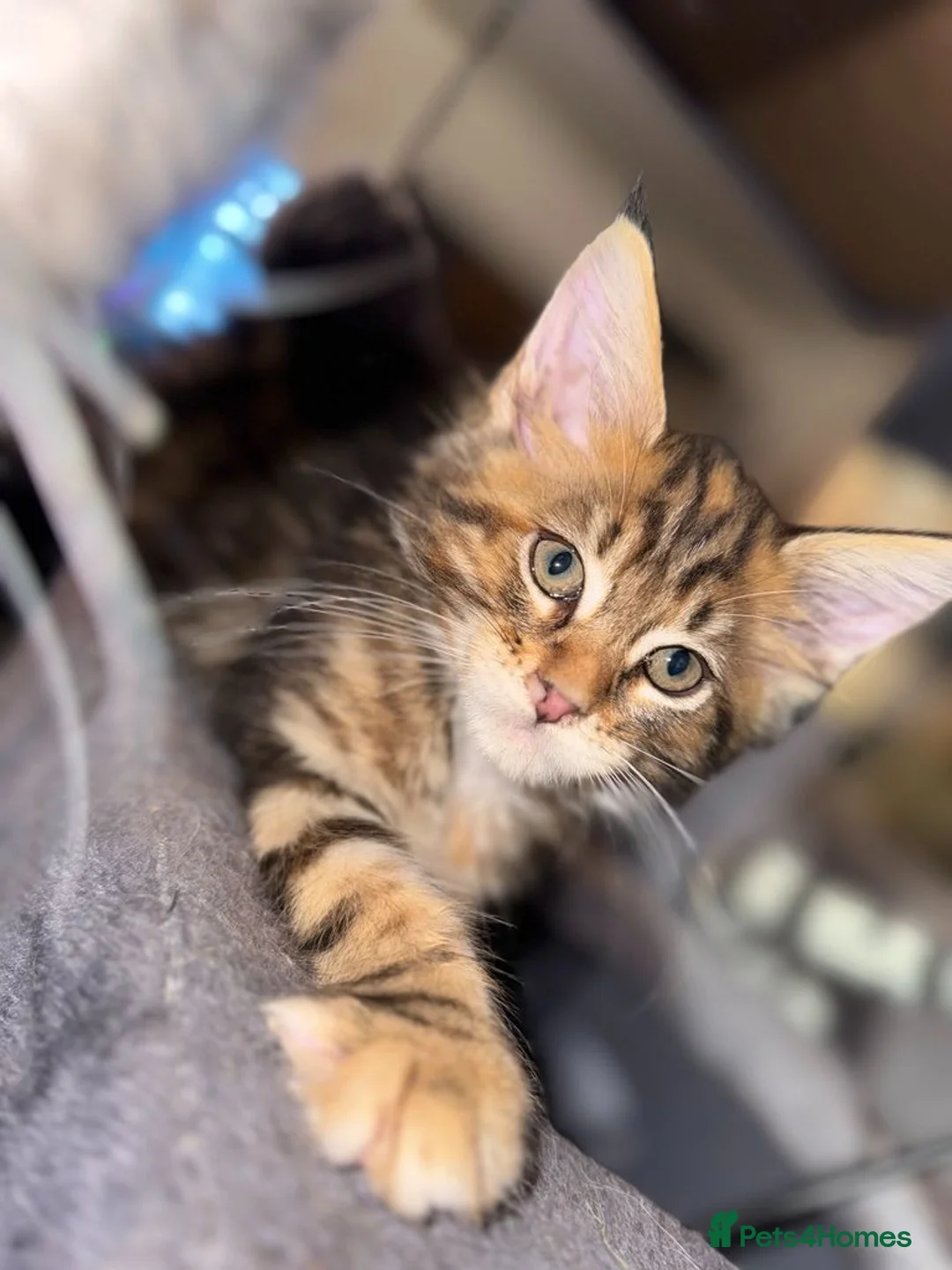 Maine Coon cats for sale: 1 LEFT! Gorgeous Male Maine Coon Cross Kitten! - Advert 1