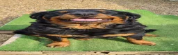 Rottweiler dogs for sale: Long Haired Fluffy Rottie Pups. Full Health Tested - Advert 3