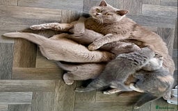 British Shorthair cats for sale: GCCF Champion sired BSH kittens - Image 7