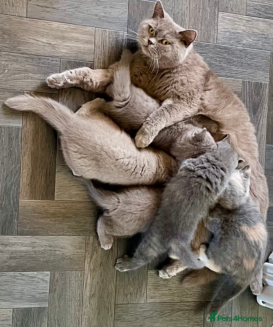 British Shorthair cats for sale: GCCF Champion sired BSH kittens - Image 7