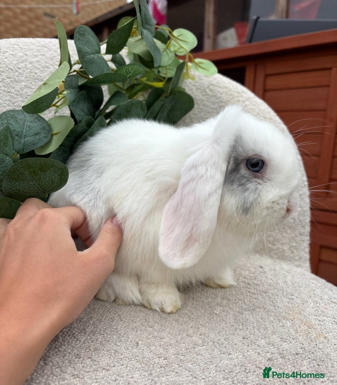 Mini Lop rabbits for sale: Mini lops for sale *ready to leave now* - Image 7