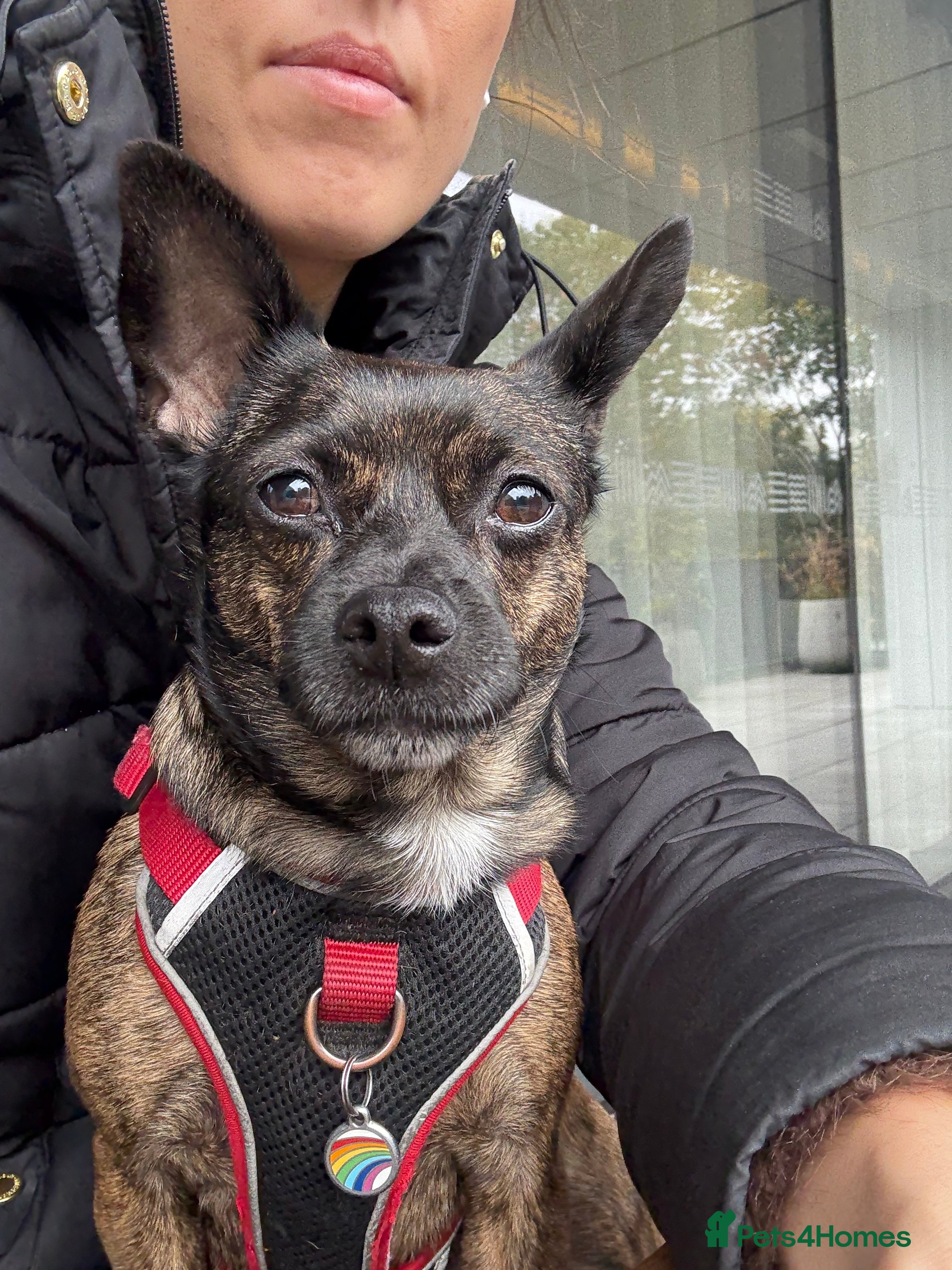 Mixed Breed dogs Small loving dog looking for a new home  - Advert 1