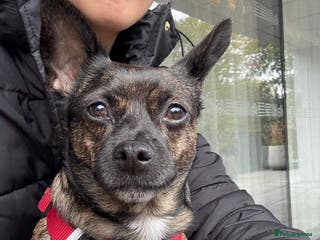 Mixed Breed dogs Small loving dog looking for a new home - Advert 16