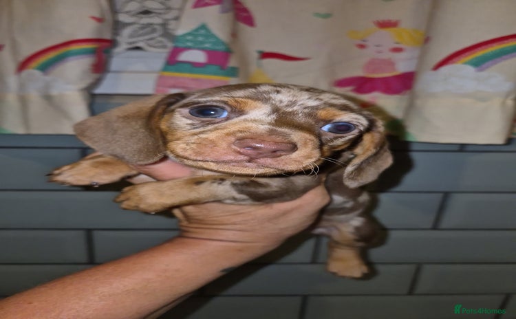 Dachshund dogs - Advert 4