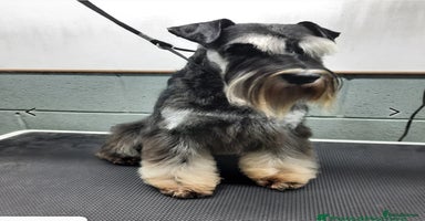 Miniature Schnauzer dogs - Advert 1