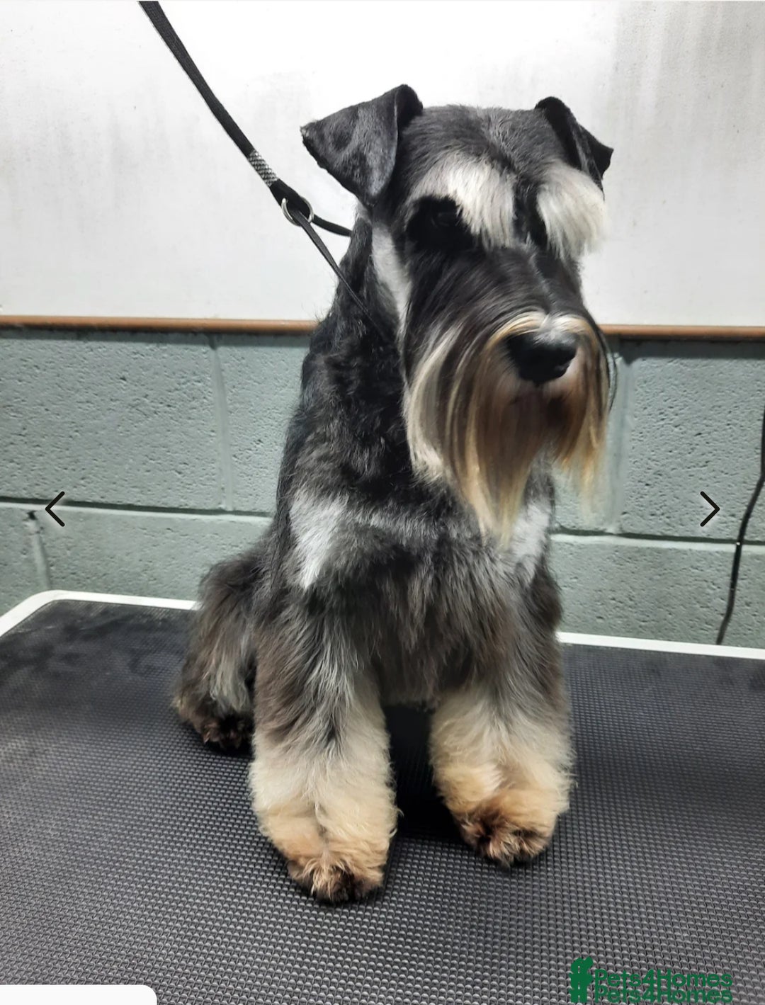 Miniature Schnauzer dogs for sale: KC miniature schnauzer puppies  - Image 2