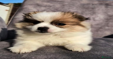 Pomeranian dogs - Advert 1