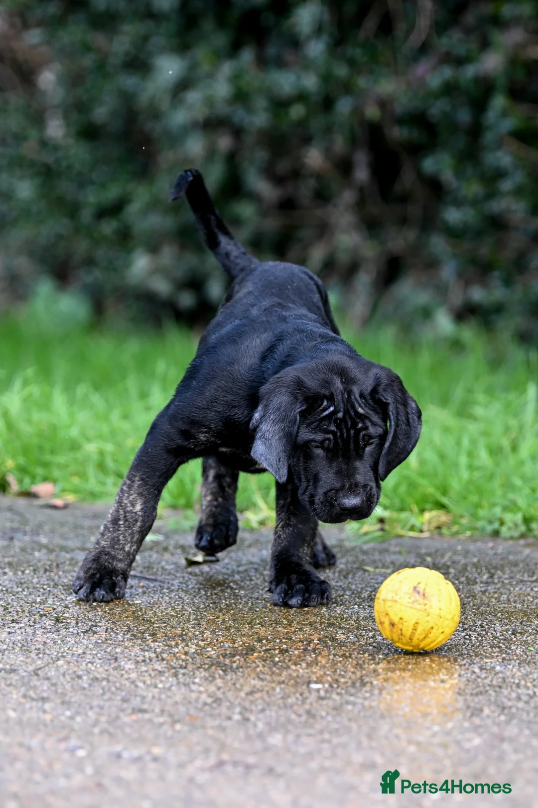 Presa Canario dogs for sale: Presa Canario Puppies - Advert 5