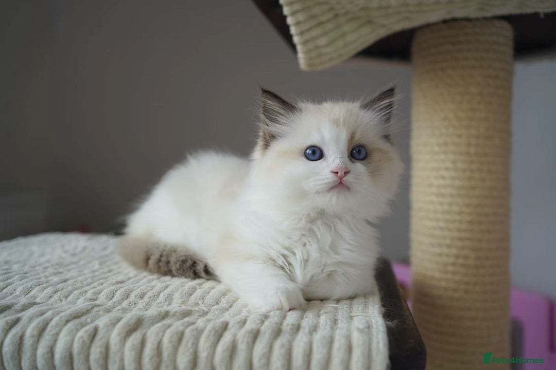 Ragdoll cats for sale: TICA register seal bicolor boy - Image 3