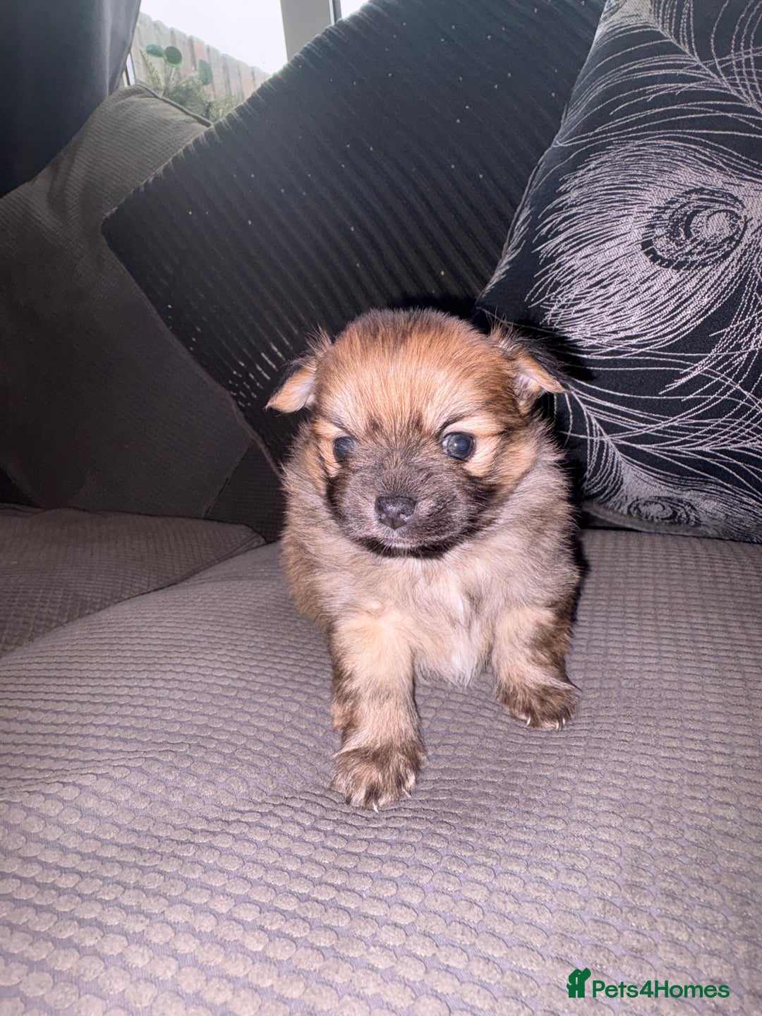 Pomchi dogs for sale: Two beautiful pomchis - Advert 5