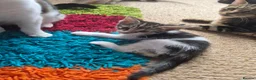 Mixed Breed cats for sale: Kittens - Advert 14