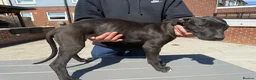 Lurcher dogs for sale: Lurcher pups  in Worksop - Advert 3
