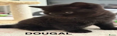 Dougal. (RESERVED)
