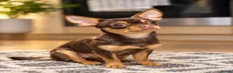 Chihuahua dogs for sale: Chocolate brown chihuahua  - Advert 1