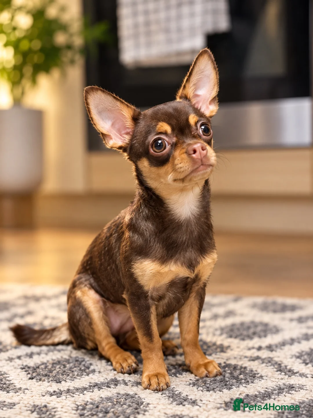 Chihuahua dogs for sale: Chocolate brown chihuahua  - Advert 1