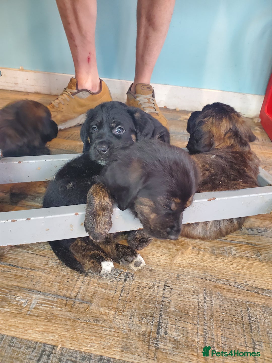 Mixed Breed dogs for sale: Golden retriever x German Shepherd  x Rottweiler  - Image 5