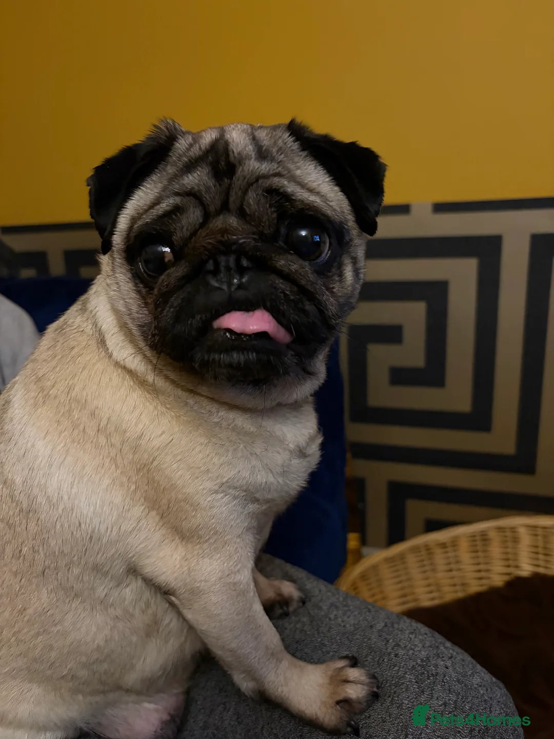 Pug dogs for sale: Beautifull pug pupies looking for a forever sofa in Plymouth - Advert 1