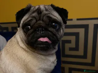 Pug dogs Beautifull pug pupies looking for a forever sofa in Plymouth - Advert 3