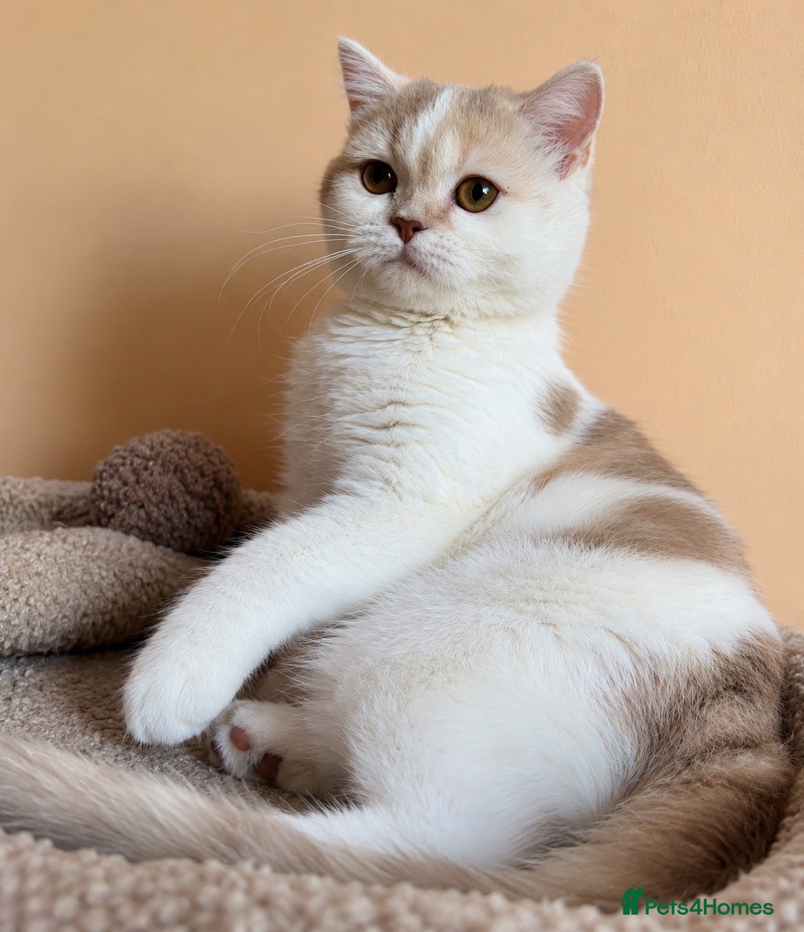 Scottish Fold cats Adorable Scottish Fold Girls - Advert 1
