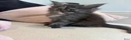 Maine Coon cats for sale: Stunning,ACTIVE,TICA Registered,MaineCoon Kittens - Advert 14