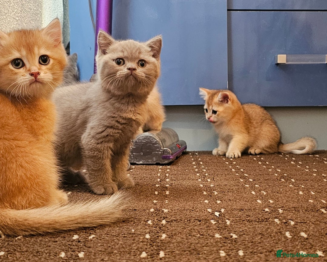 British Shorthair cats for sale: BSH BLUE AND BSH GOLD KITTENS Ready now! - Image 14