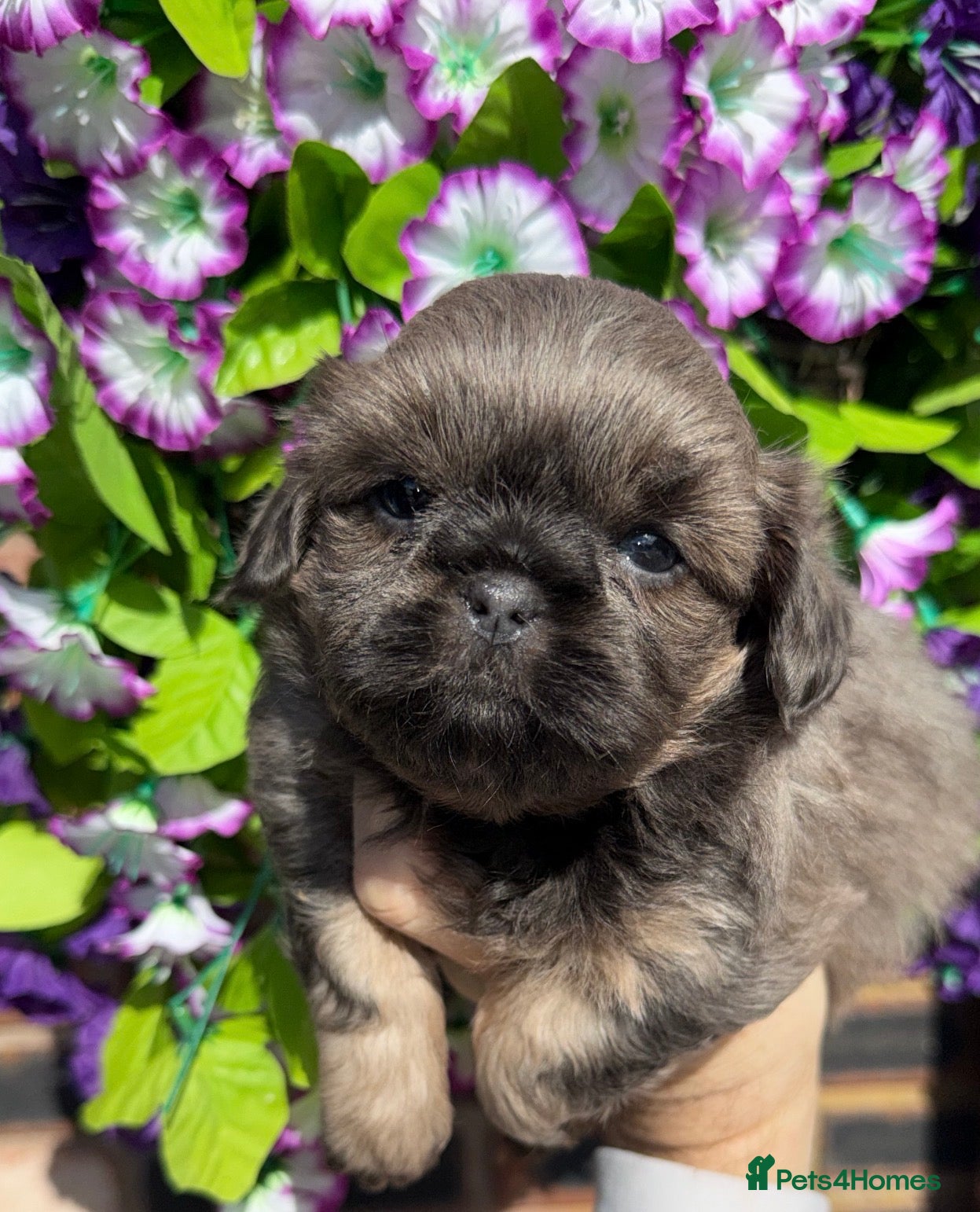 Shih Tzu dogs 💛🧡💜Stunning KC Shih Tzu Puppies🩷🧡💛 - Advert 3