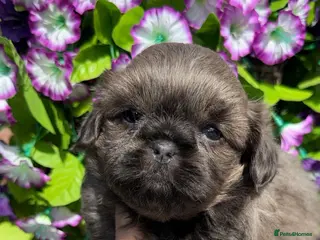 Shih Tzu dogs 💛🧡💜Stunning KC Shih Tzu Puppies🩷🧡💛 - Advert 3