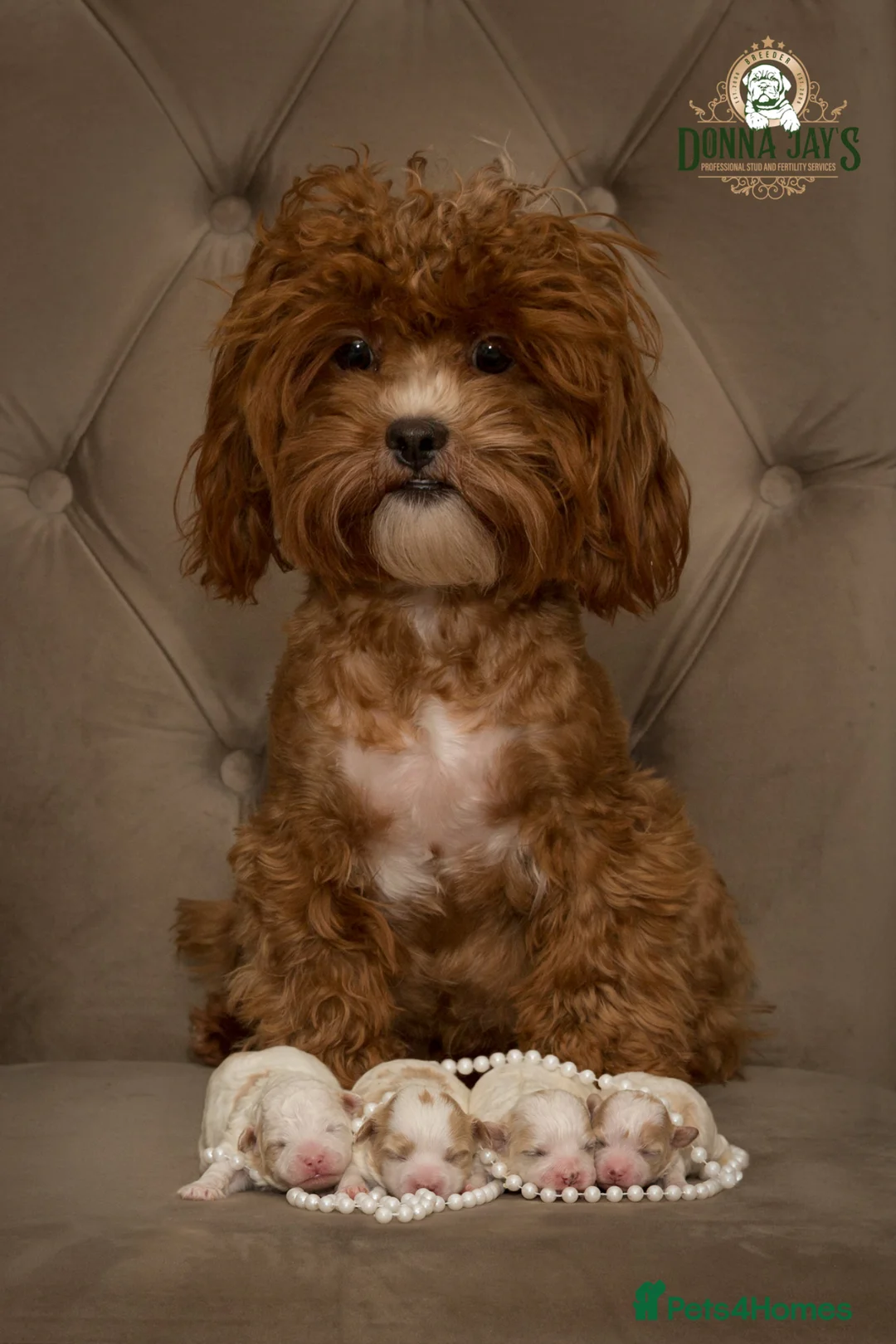 Mixed Breed dogs for sale: DonnaJays something special Cavashihpoo 🌟🌟🌟🌟🌟 - Advert 2