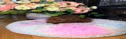 Pomeranian dogs for sale: Chocolate Pomeranian Girl and boys - Advert 4