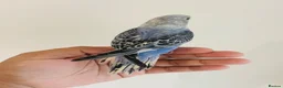 Budgerigars birds for sale: Hand reared budgies for sale  - Advert 9