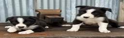 Border Collie dogs for sale: Stunning red / blue / black & white pups - Advert 16