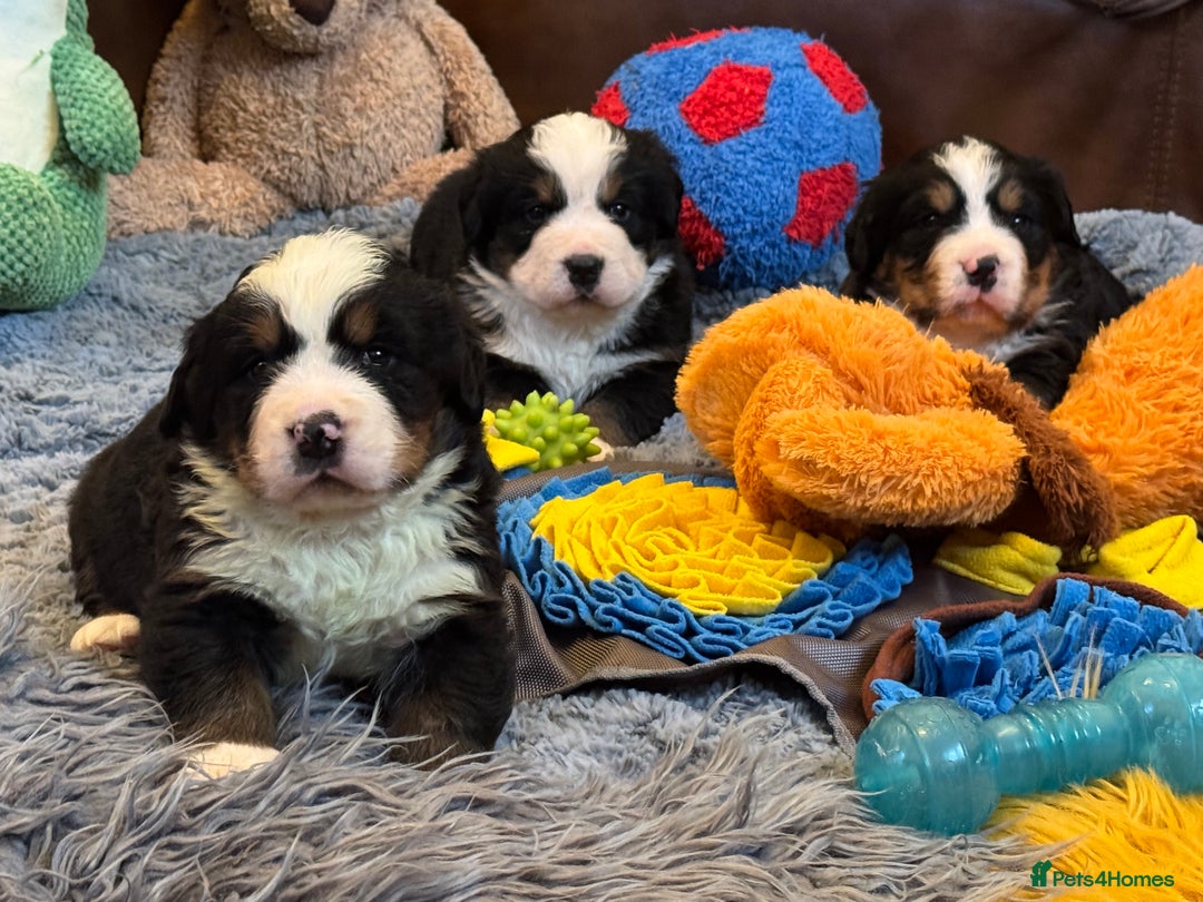 Bernese Mountain Dog dogs for sale: Beautiful KC Litter  - Advert 5