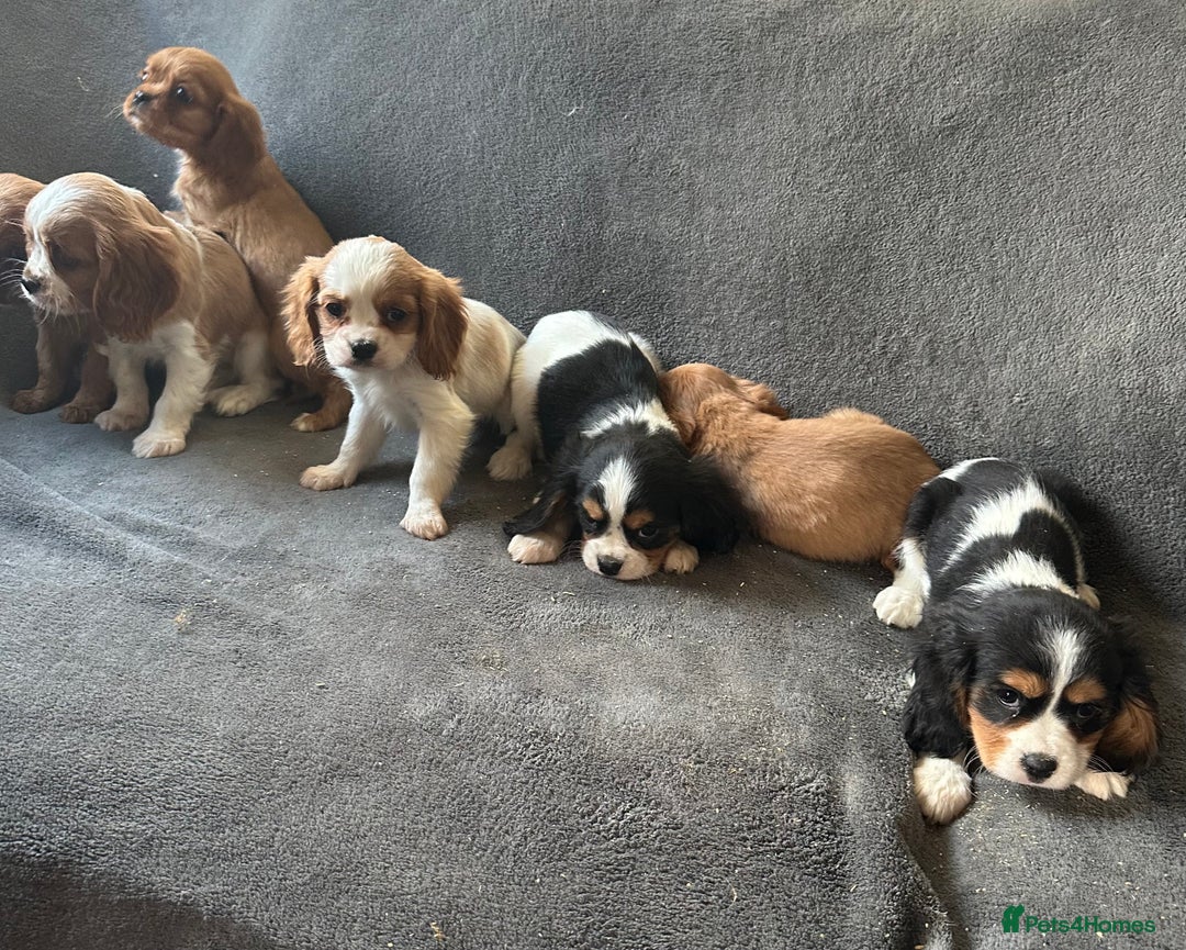 King Charles Spaniel dogs for sale: King Charles cavalier puppies 3 girls 4 boys - Advert 3
