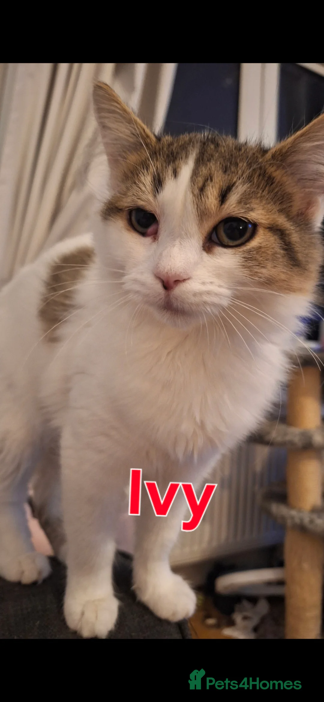 Ragdoll cats for sale: Beautiful cats - Advert 2