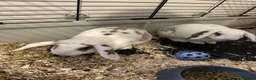 Mini Lop rabbits for sale: Bonded Pair of Mini Lop Rabbits  in Crawley - Advert 1
