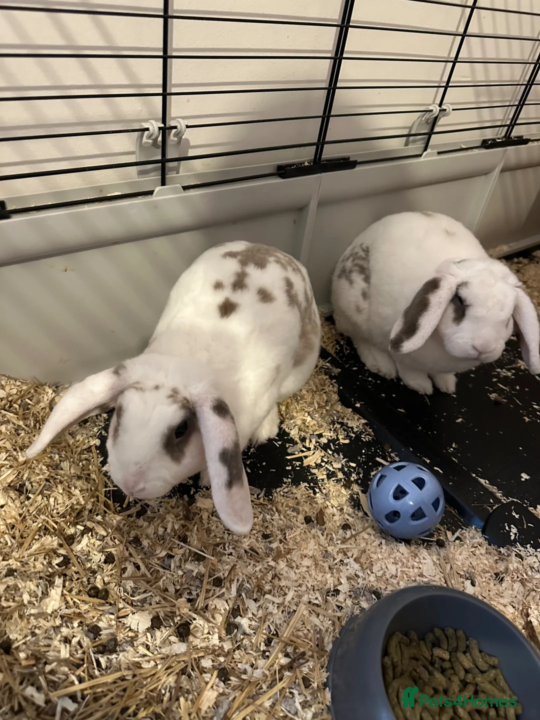 Mini Lop rabbits for sale: Bonded Pair of Mini Lop Rabbits  in Crawley - Advert 1