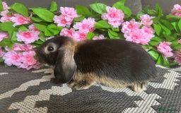 Mini Lop rabbits for sale: READY TO GO! Mini Lop Boys (2 Left) - Image 7