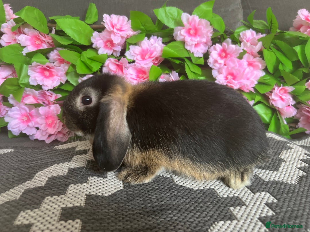 Mini Lop rabbits for sale: READY TO GO! Mini Lop Boys (2 Left) - Image 7