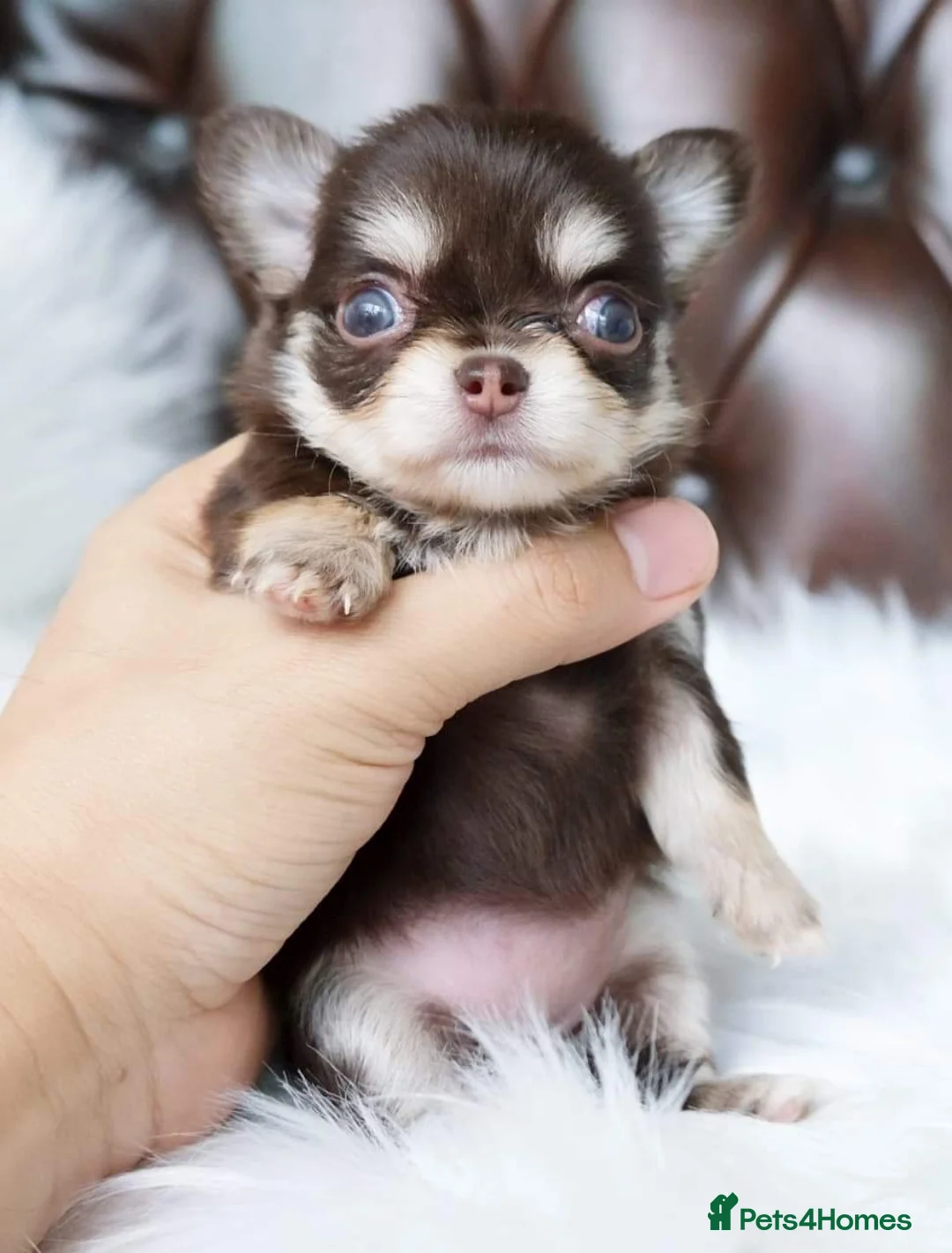 Chihuahua dogs for stud: Thailand imported chihuahua boy stud only in Doncaster - Advert 11