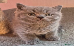British Shorthair cats for sale: BSH kittens for new home  - Image 14