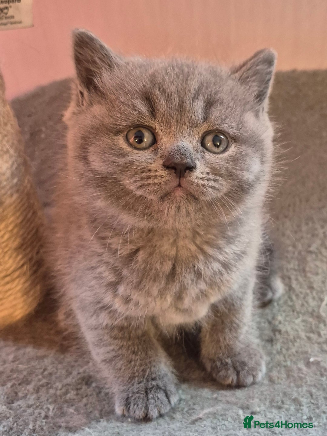 British Shorthair cats for sale: BSH kittens for new home  - Image 14