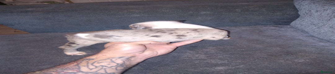 American Bulldog Puppy 5