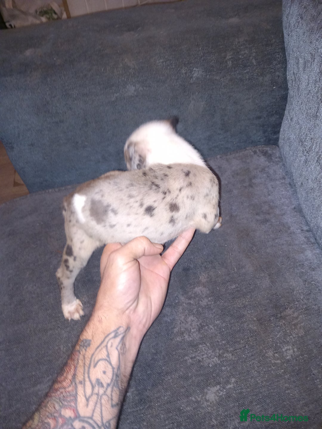 American Bulldog dogs for sale: Mr a FORD  - Advert 9