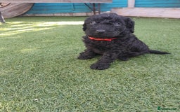 Labradoodle dogs for sale: Miniature Labradooles - Image 3