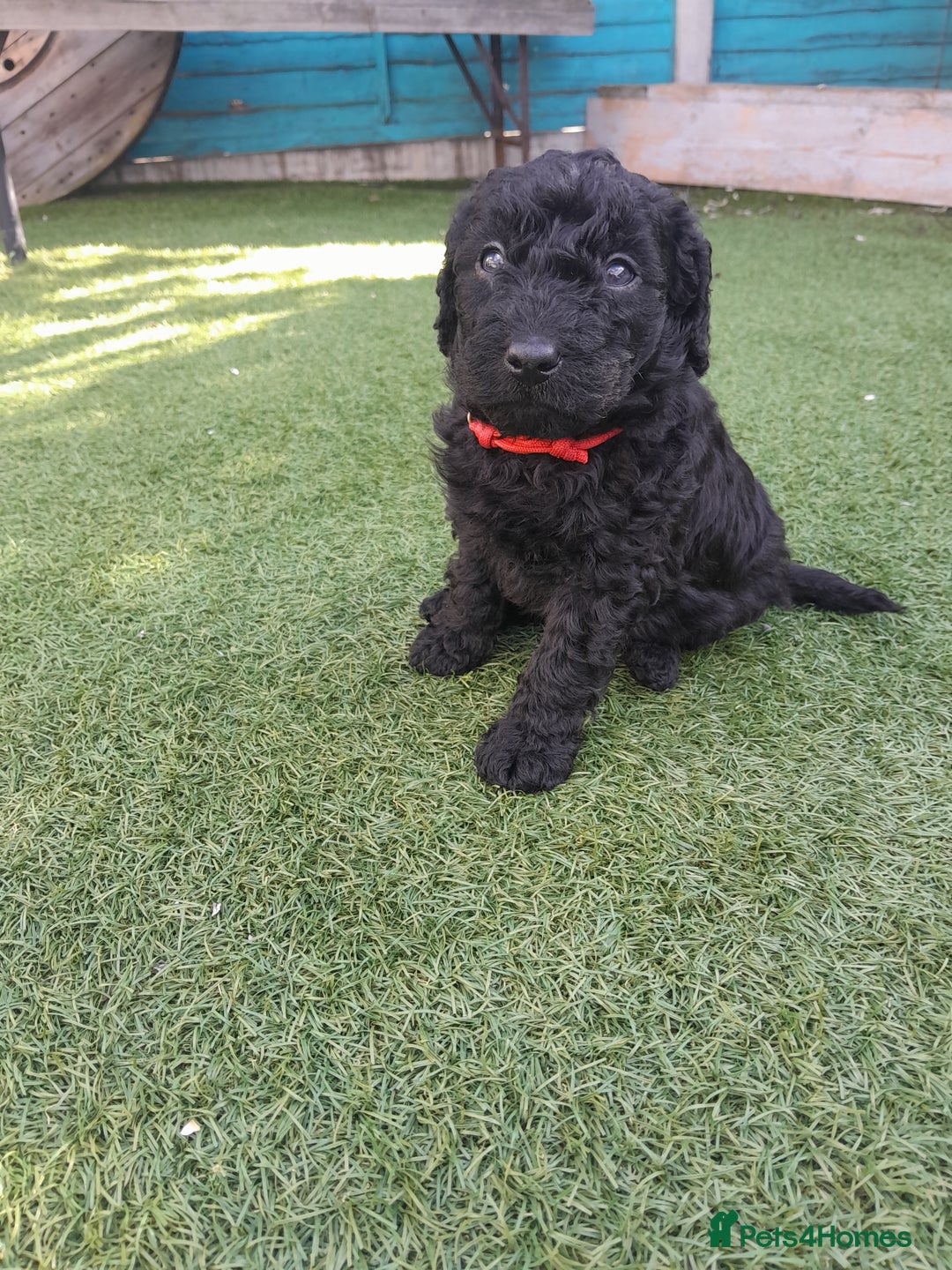 Labradoodle dogs for sale: Miniature Labradooles - Image 3