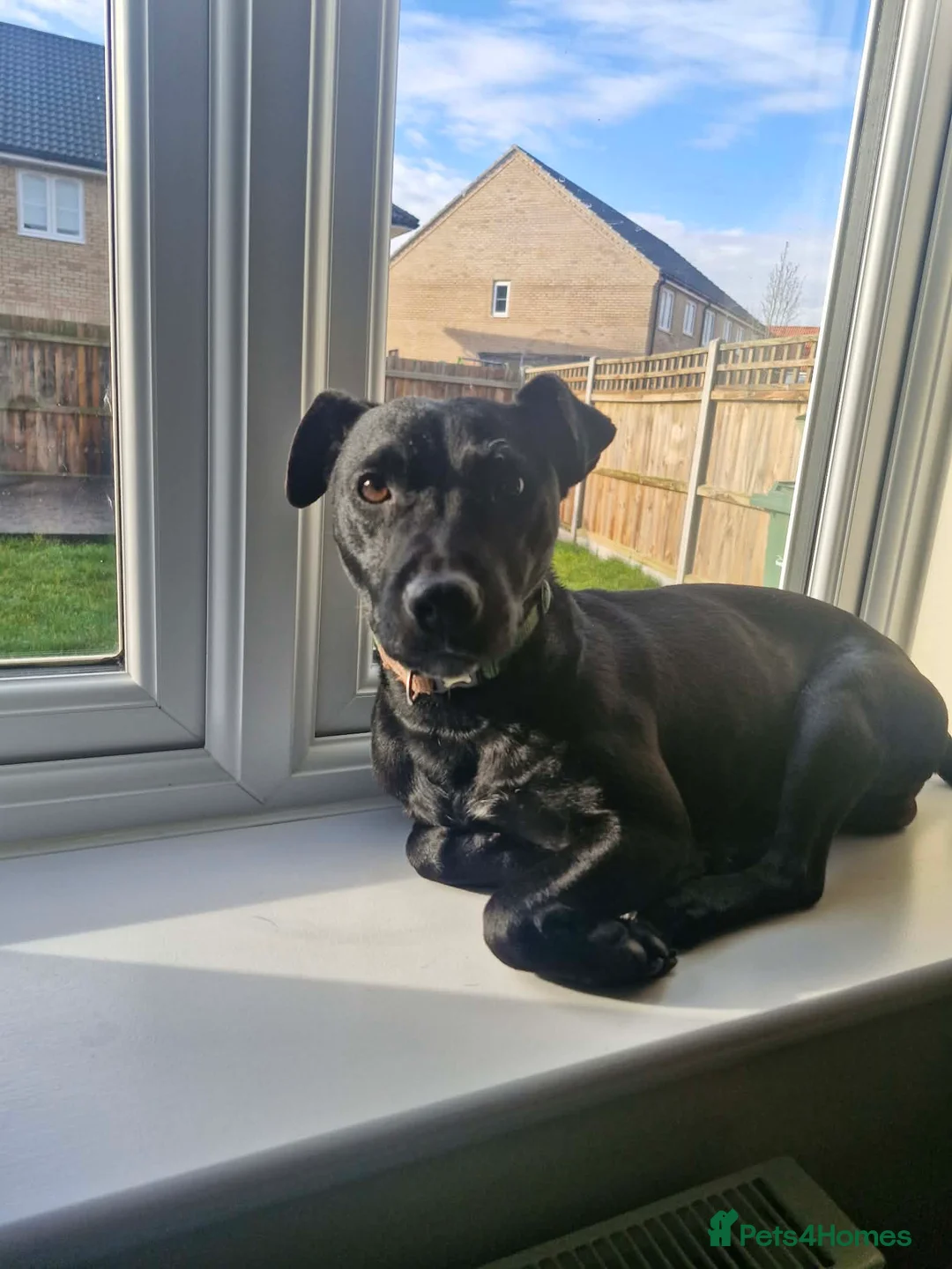 Patterdale Terrier dogs for sale: Patterdale Terrier - Advert 2