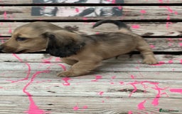 Miniature Dachshund dogs for sale: Stunning true to type KC Reg Miniature LH babies - Image 4
