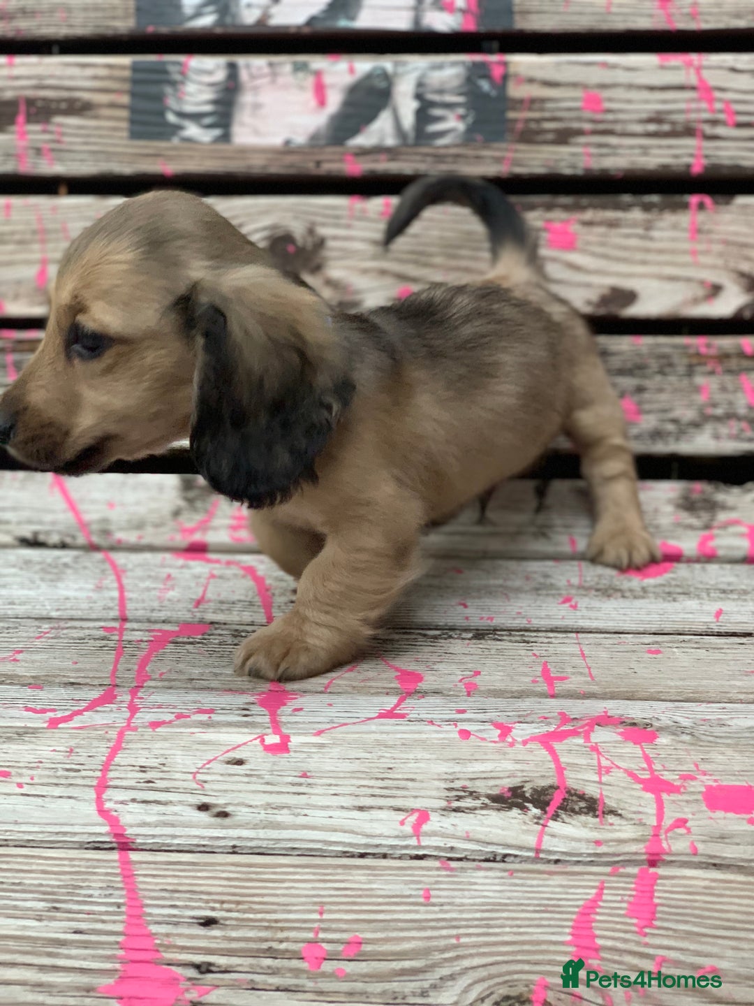 Miniature Dachshund dogs for sale: Stunning true to type KC Reg Miniature LH babies - Image 4