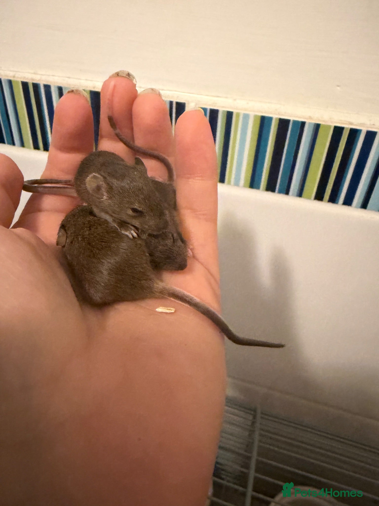 Mouse rodents Baby mice  - Advert 1