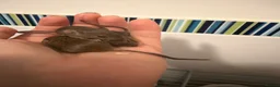 Mouse rodents for sale: Baby mice  - Advert 1